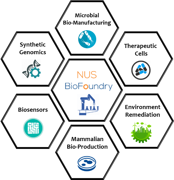 N U S_ Bio Foundry_ Research_ Areas PNG