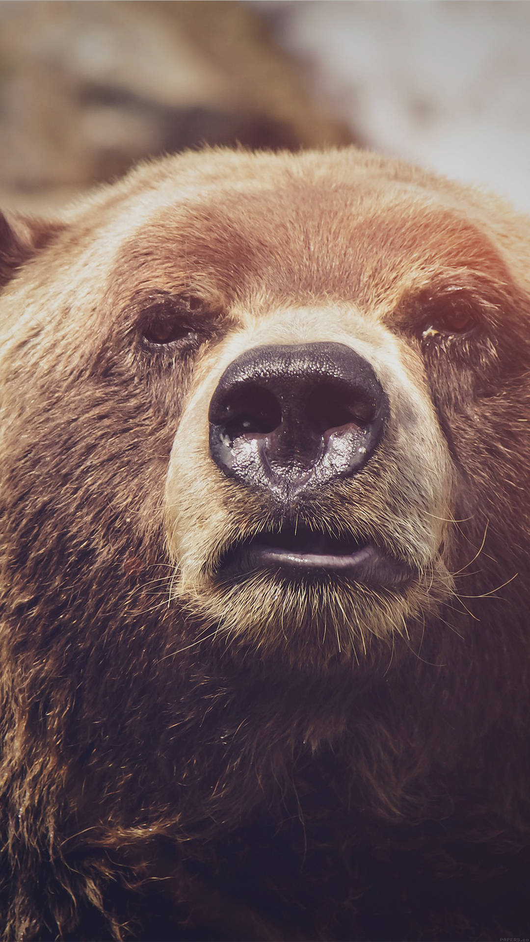 Nærbillede Billede Af Grizzly Bear Smartphone Baggrund Wallpaper