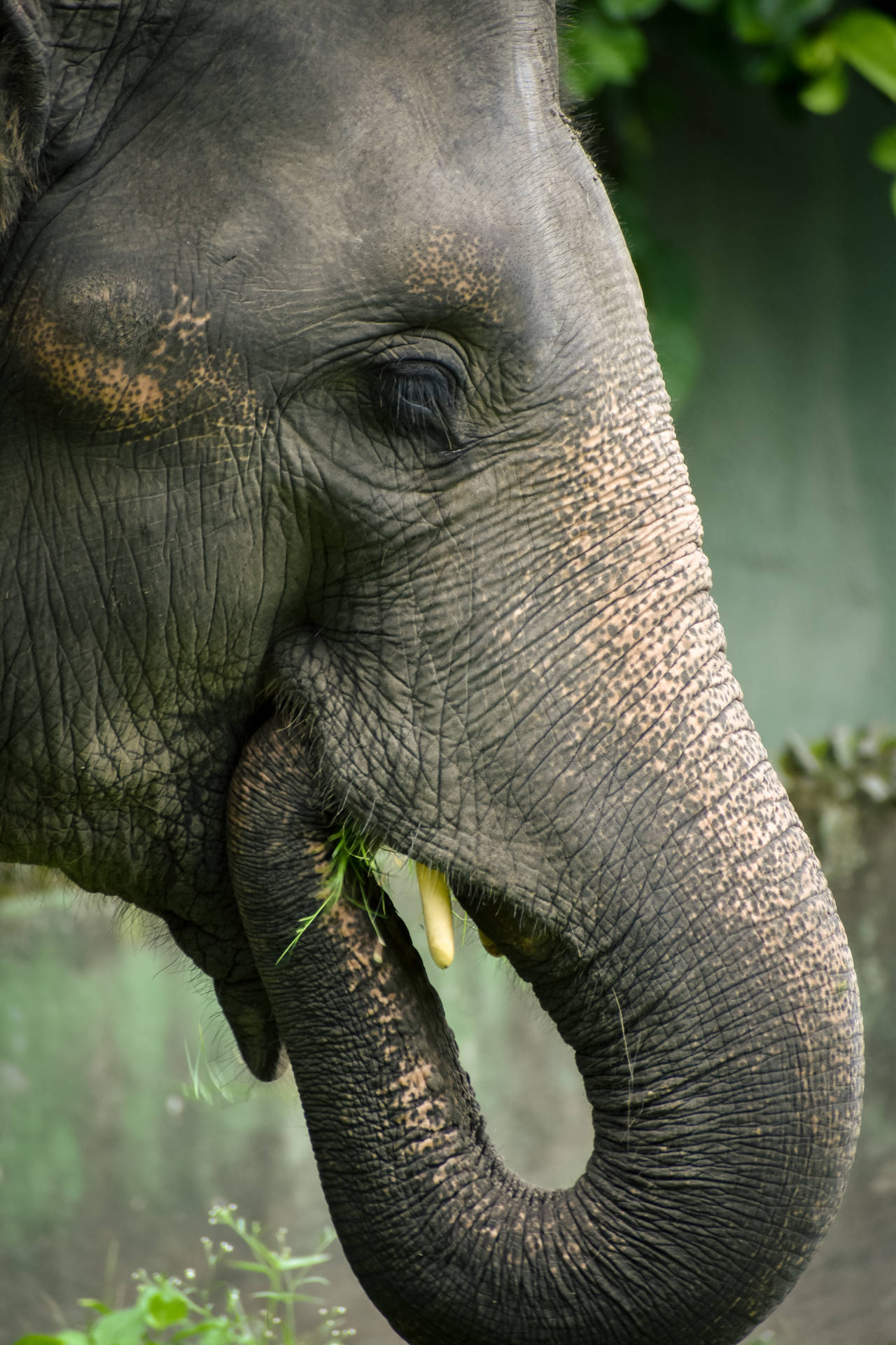 Nærbillede Elefant Spiser Iphone Wallpaper