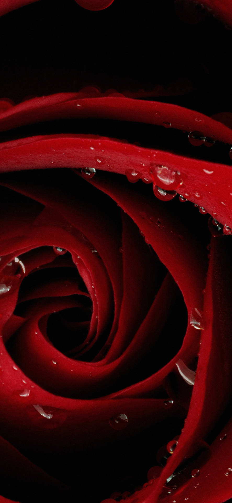 Nærbillede Roses Hoved Rød Iphone Wallpaper