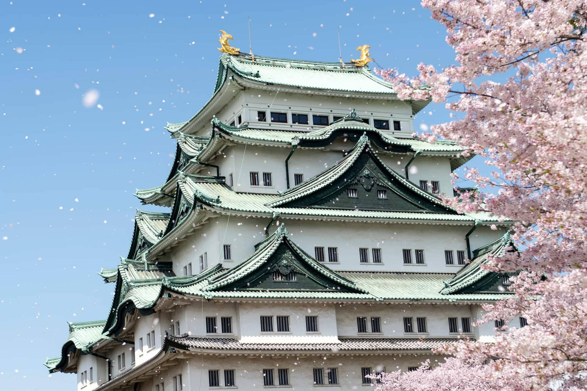 Nagoya Castle At Spring Wallpaper