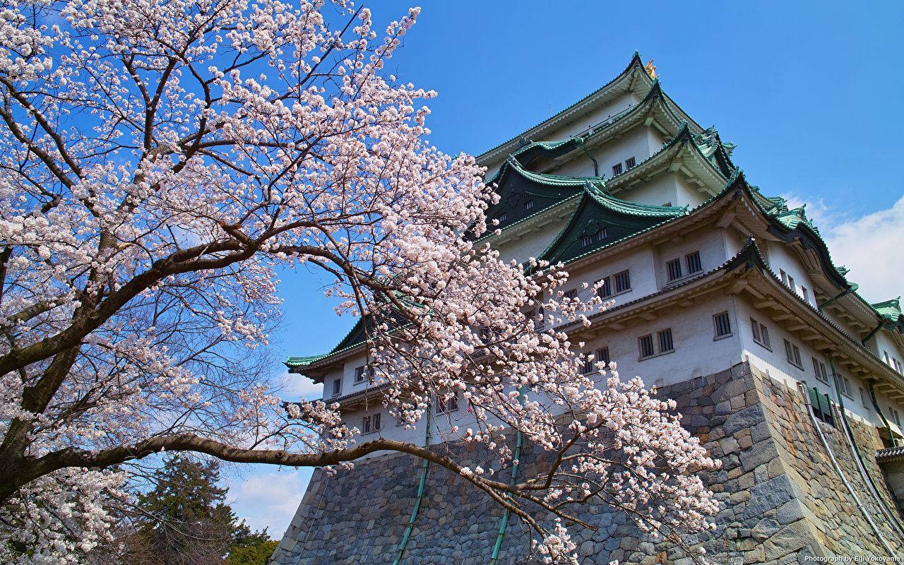 Nagoya slottet med kirsebærblomster Wallpaper