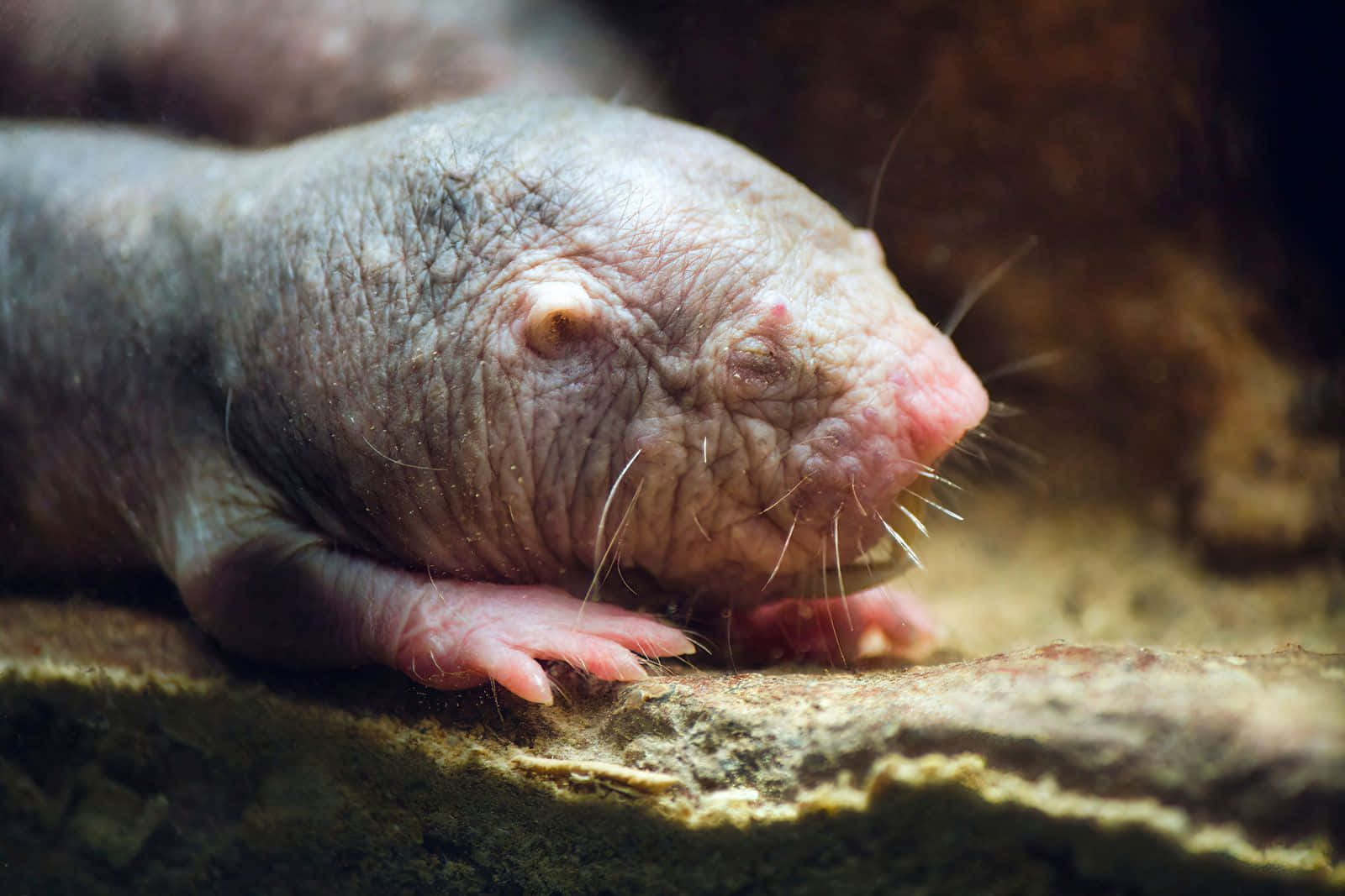 Naked Mole Rat Close Up Wallpaper