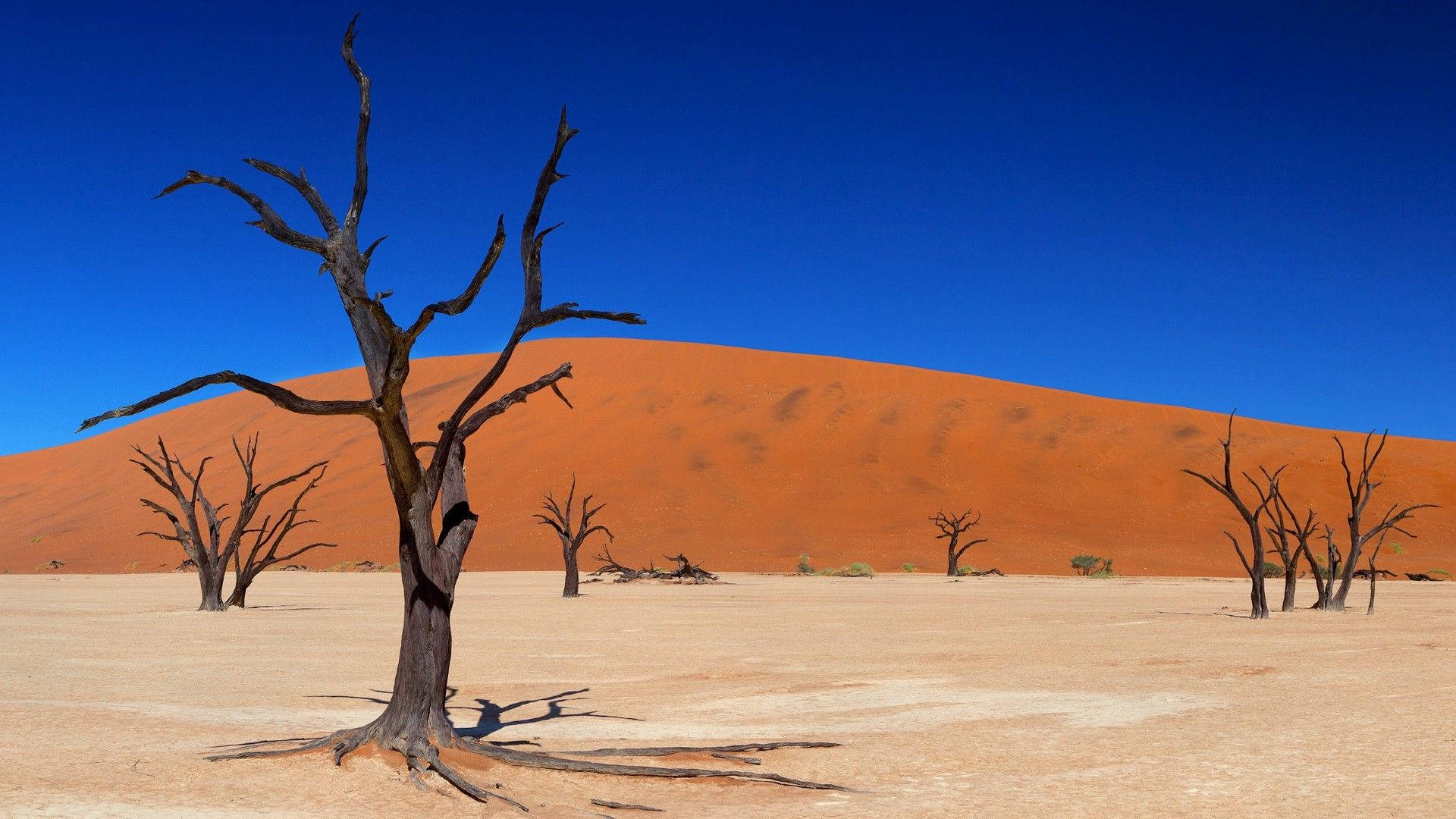 Namibia Deadvlei Dead Trees