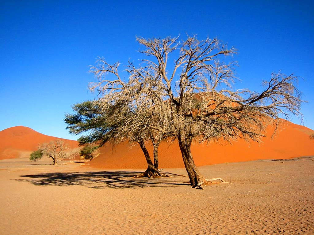 Namibia Dry Tree On Desert