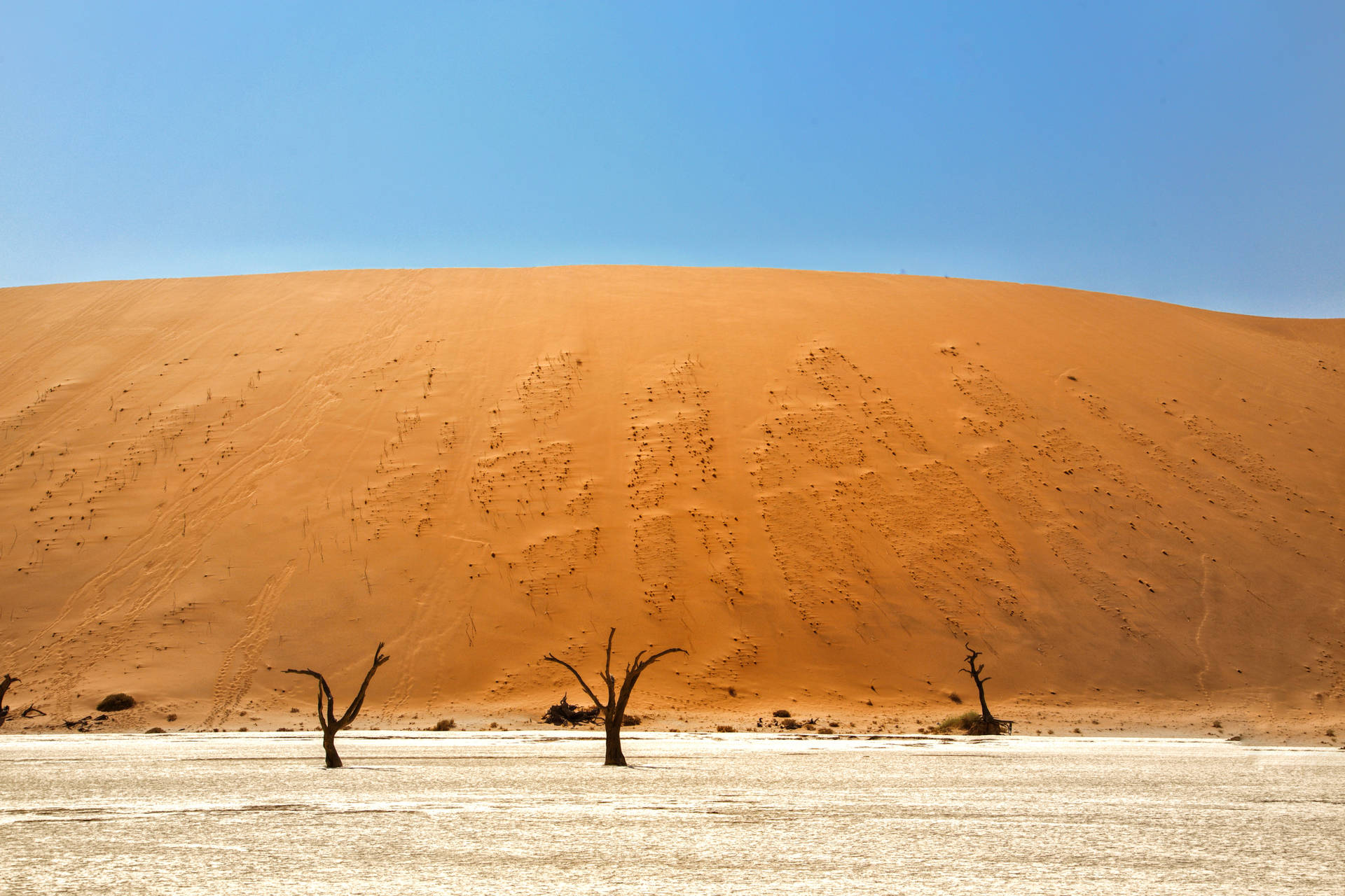 Namibia Grassy Sand Dunes