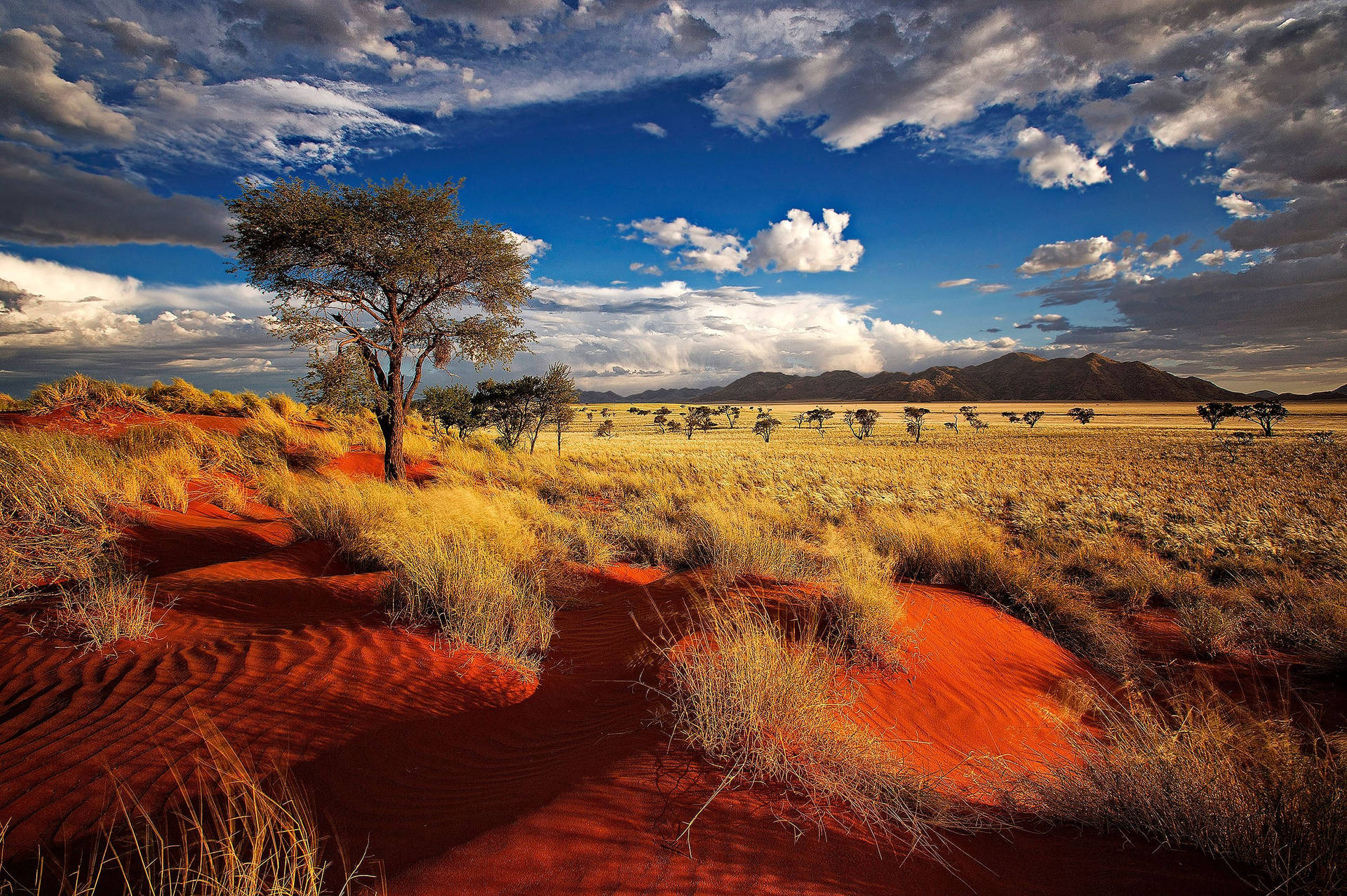 Namibia Namib Desert With Vegetation Wallpaper
