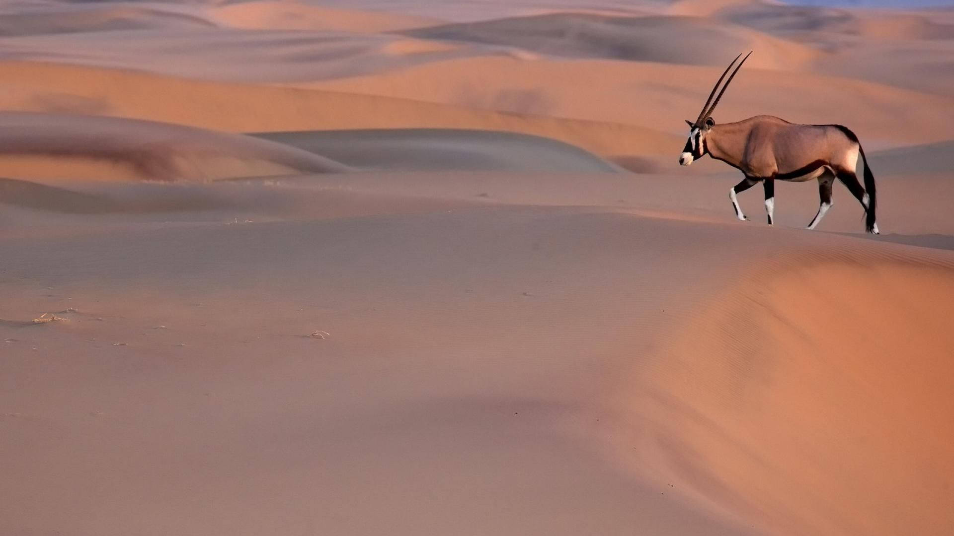 Namibia Oryx On Desert