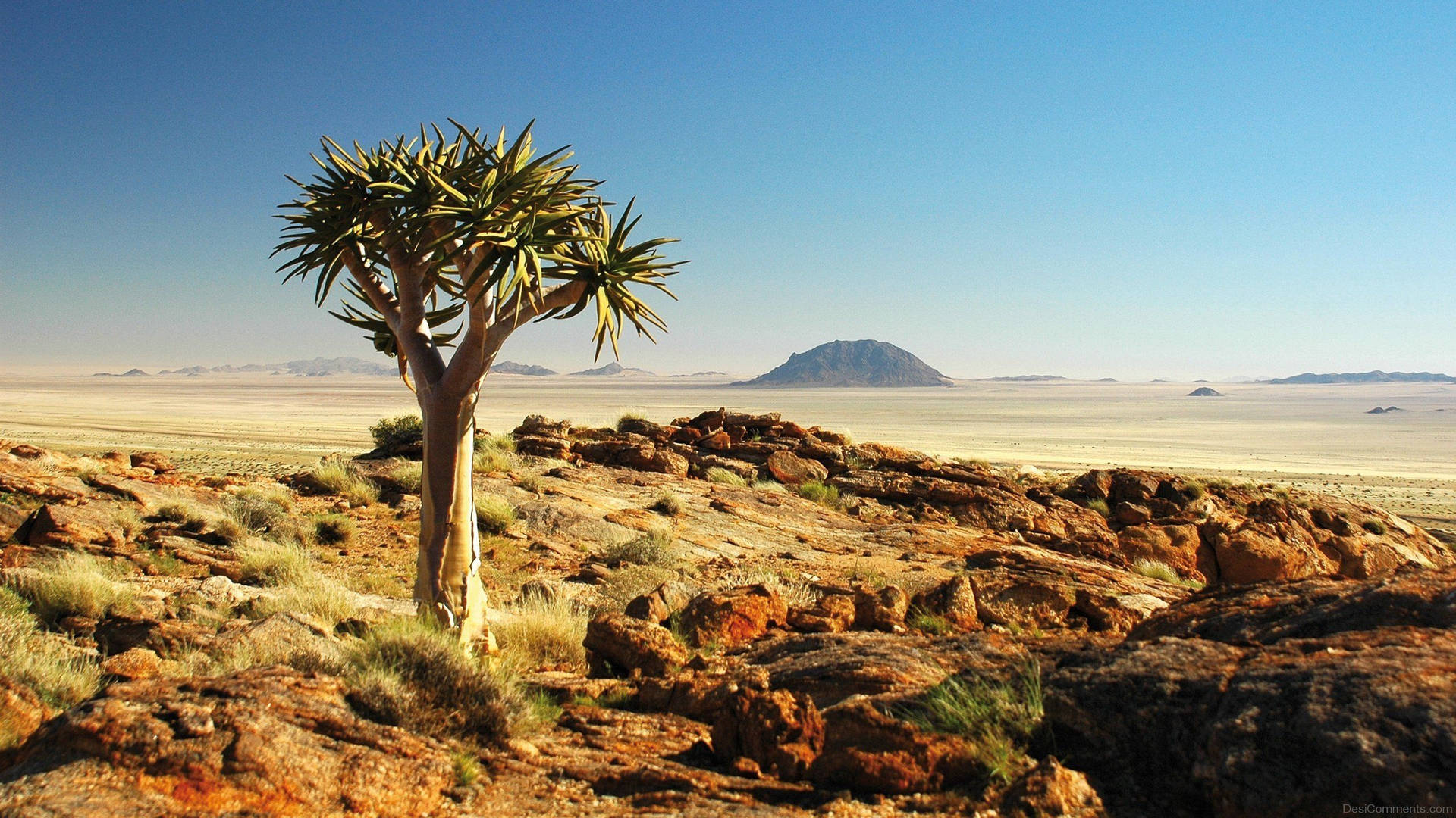 Namibia Quiver Tree In Karoo Desert