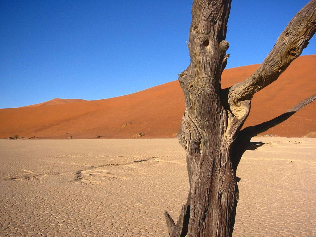 Namibischerbaumrinden-hintergrund In Der Wüste Wallpaper