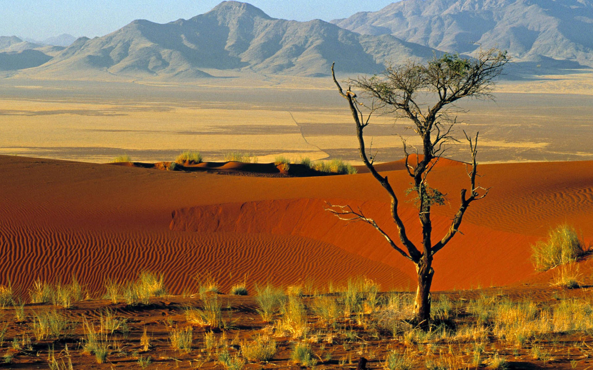 Namibischerbaum In Der Namib-wüste Wallpaper