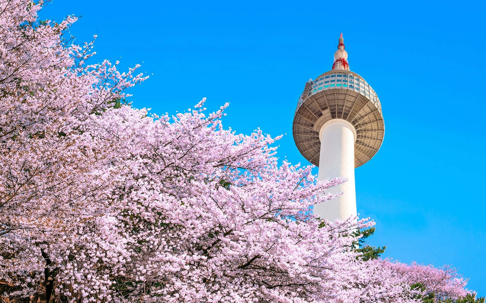 Namsan Seoul Tower Cherry Blossoms Wallpaper