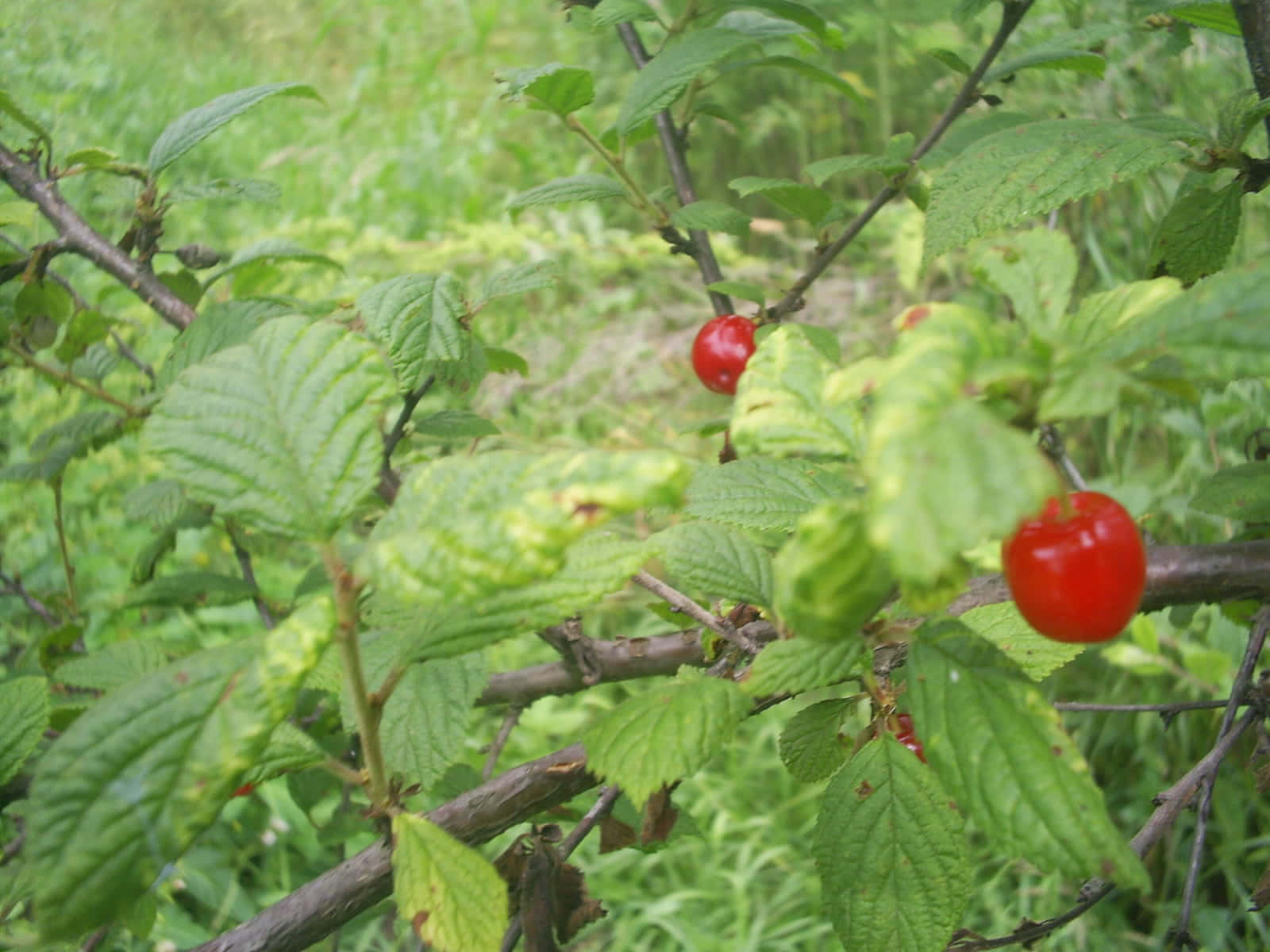 Nankingbrush Cherry En Un Árbol De Cerezo. Fondo de pantalla