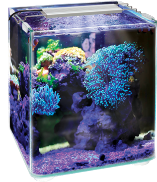 Nano Reef Aquarium Setup PNG