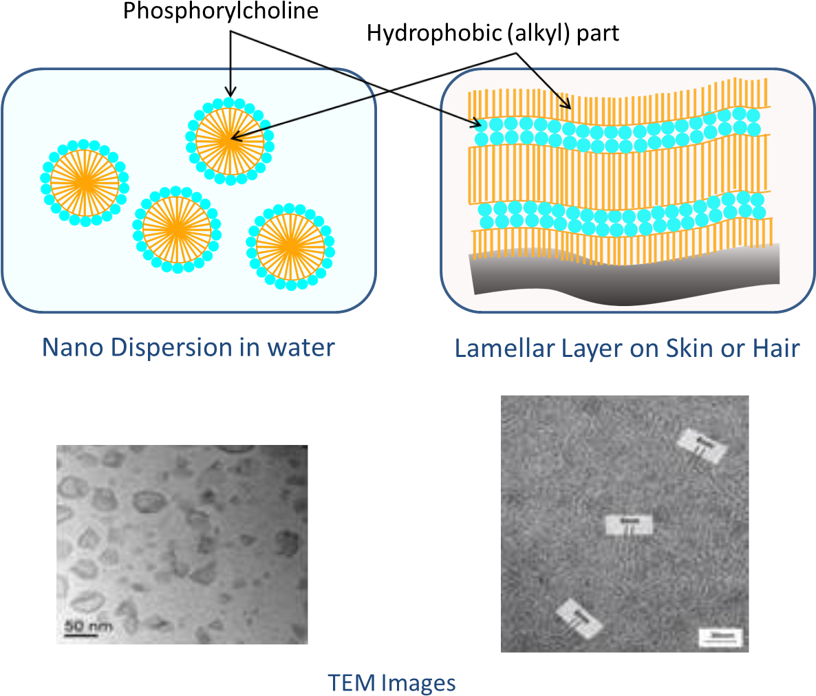 Nanoparticle Dispersionand Lamellar Structure Explanation PNG