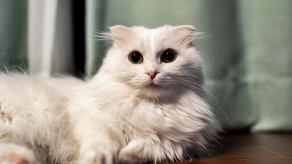 Beautiful Napoleon Cat Relaxing on a Cozy Couch Wallpaper