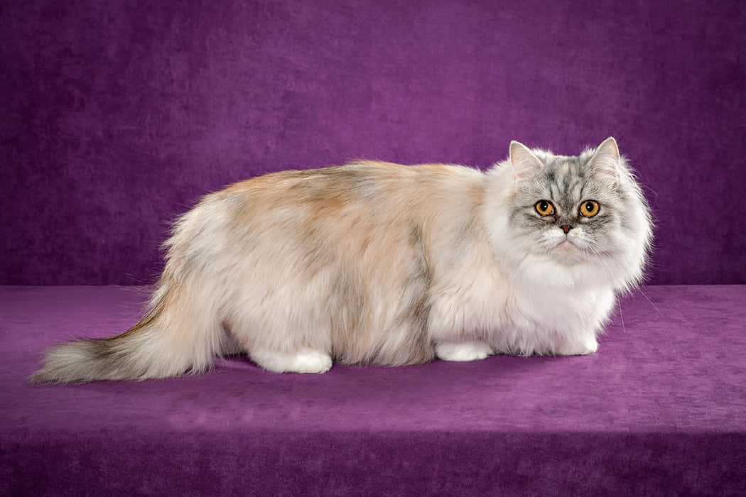 Adorable Napoleon Cat Sitting on the Floor Wallpaper