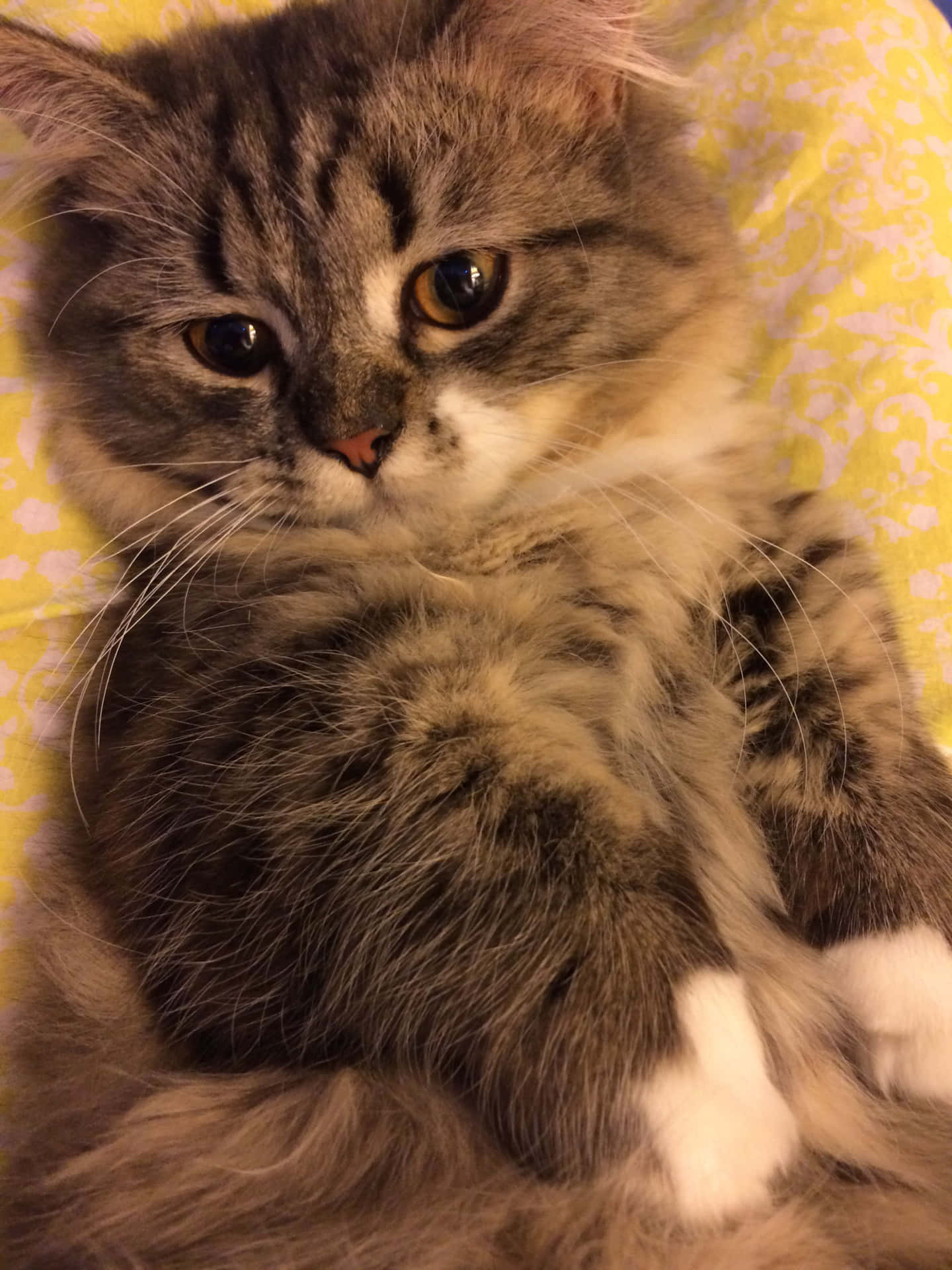 A relaxed Napoleon Cat delightfully posing for the Camera Wallpaper