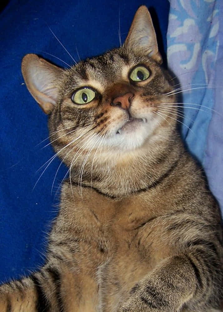 Adorable Napoleon Cat Posing for the Camera Wallpaper