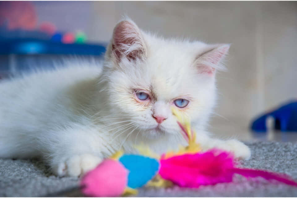 Schattige Napoleon Kat Die In Stijl Ontspan Achtergrond