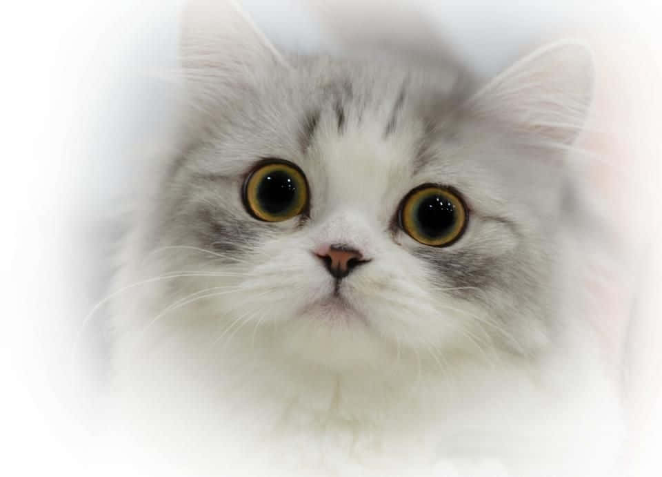 Caption: Adorable Napoleon Cat Posing Elegantly Wallpaper