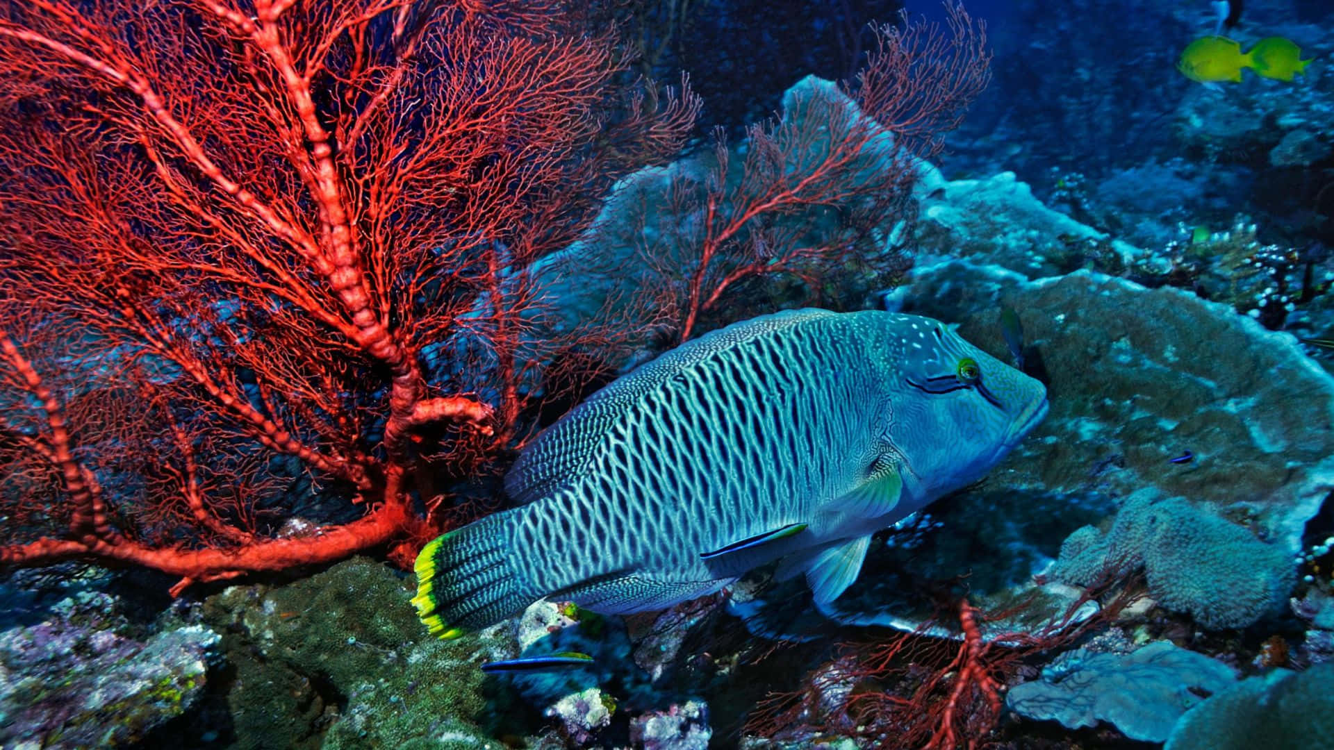 Napoleon Wrasse Coral Reef Wallpaper