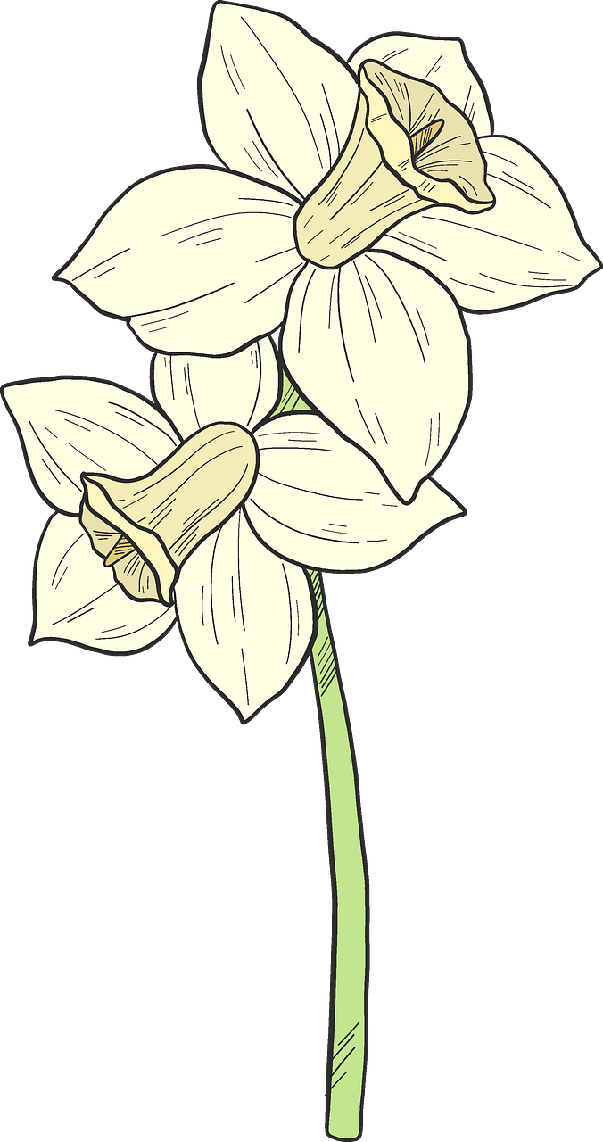 Narcissus Flower Illustration PNG