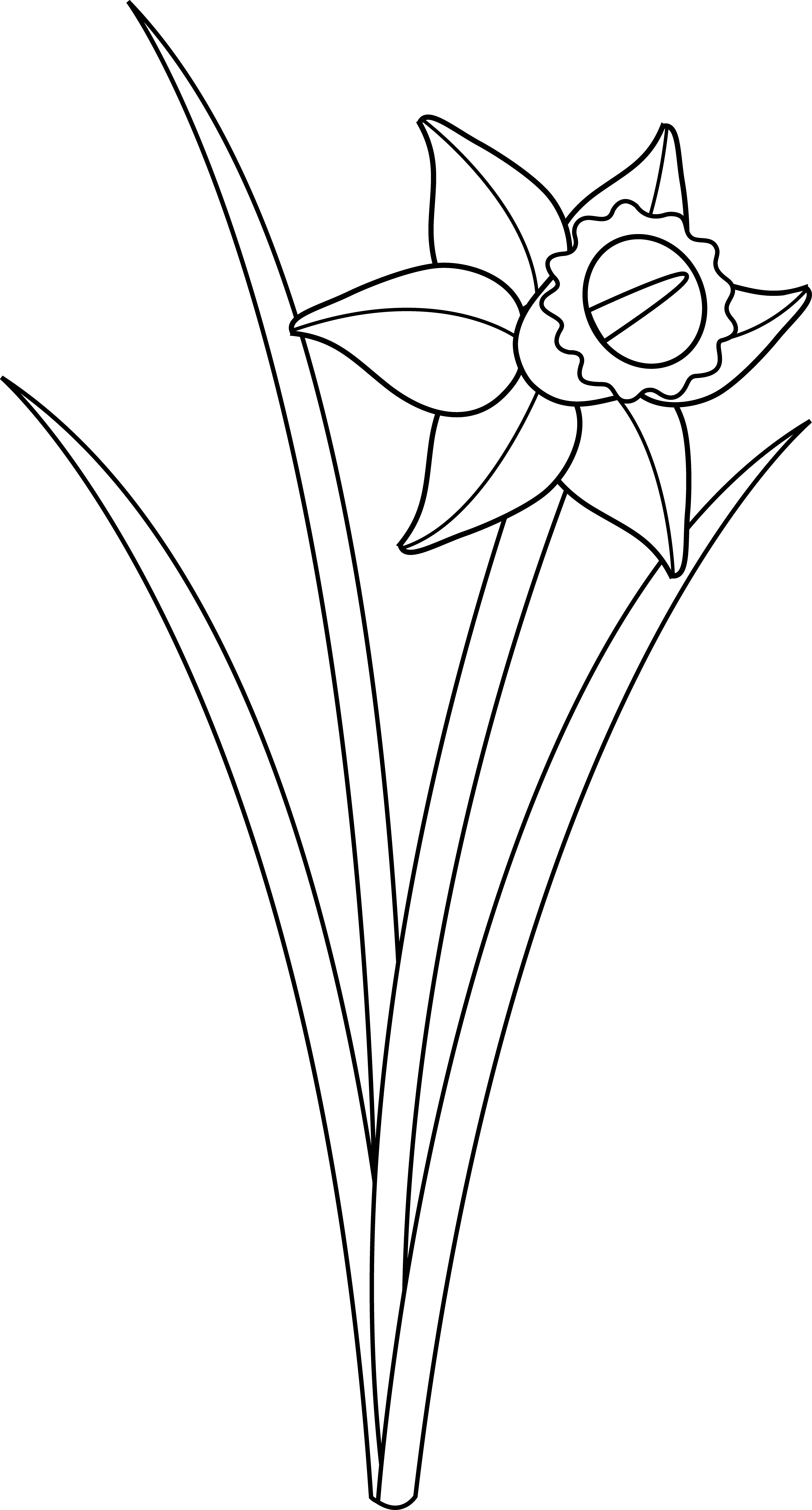 Narcissus Flower Line Art PNG