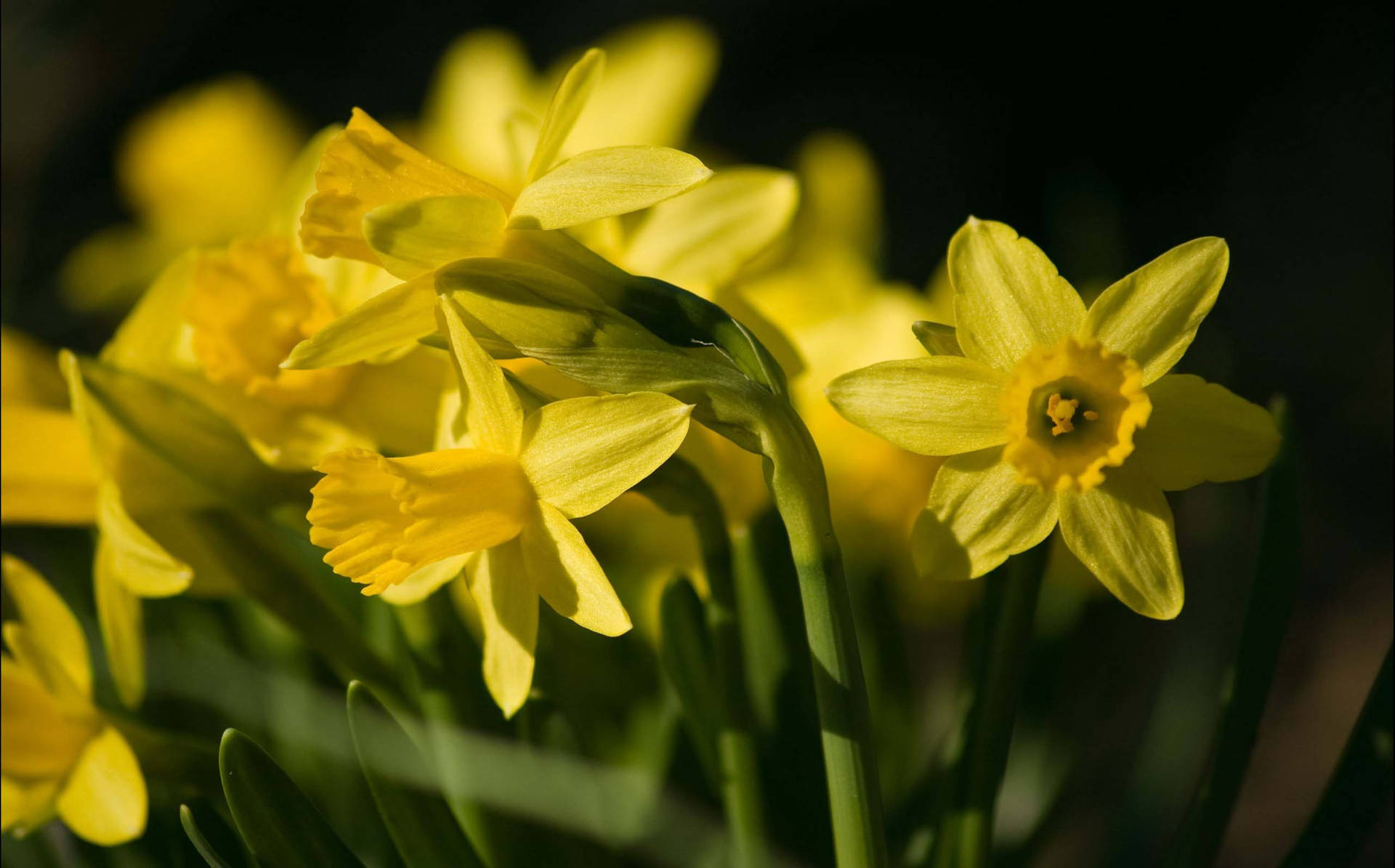 Narcissus Flowers Cyclamineus