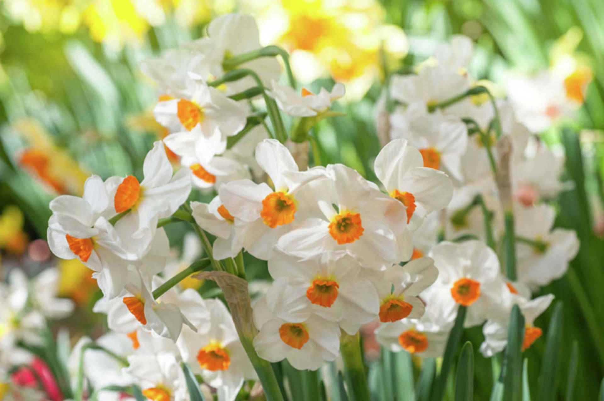 Narcissus Flowers Geranium Wallpaper