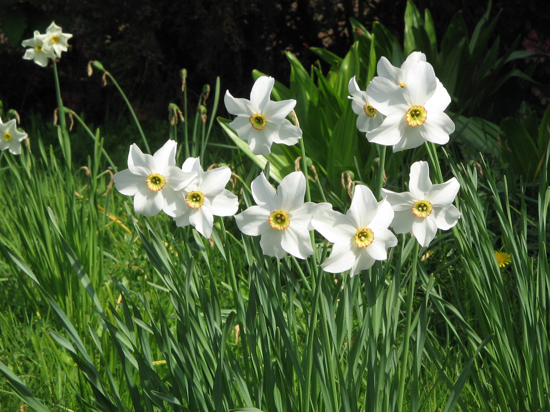 Narcissus Flowers Poeticus Wallpaper