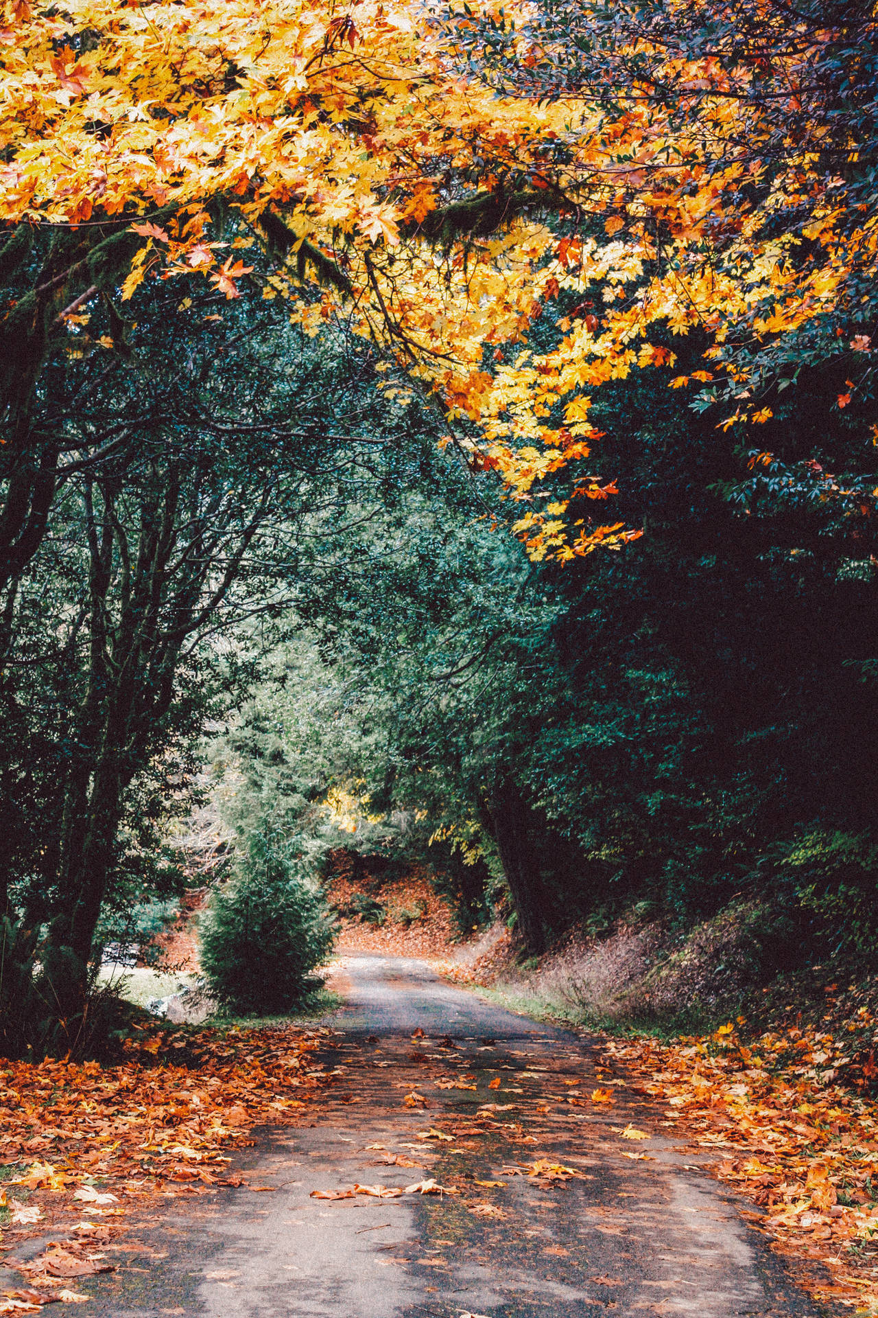 Narrow Road In Autumn Forest