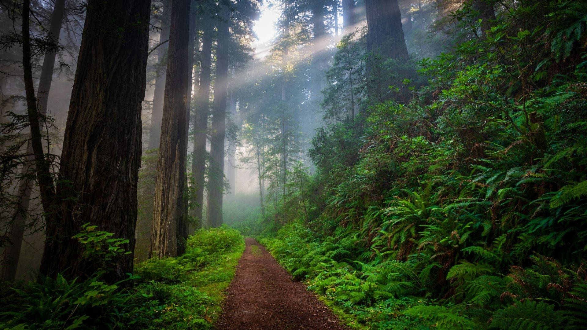 Narrow Way In Redwood Forest Wallpaper