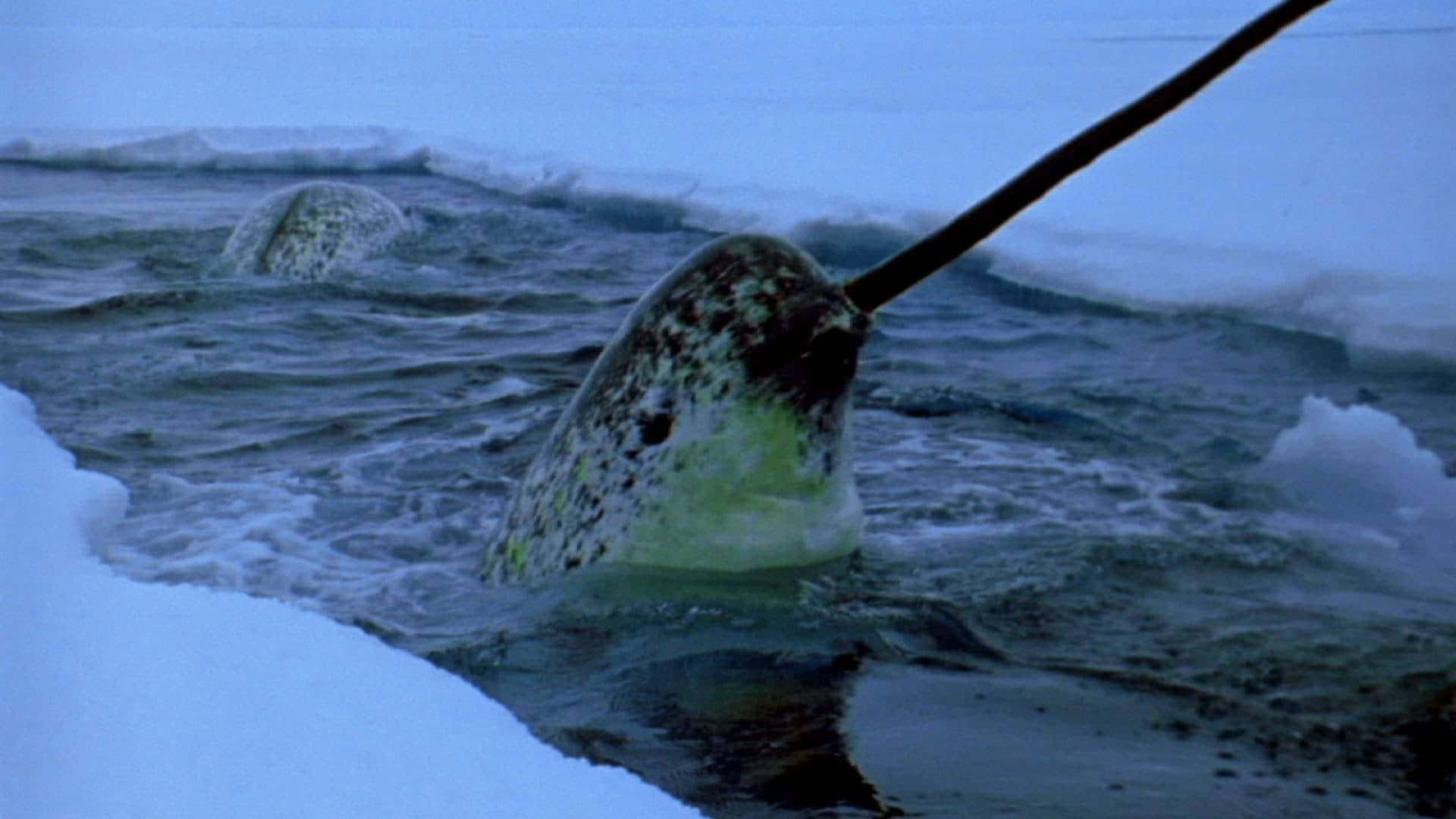A majestic narwhal suspended in the cool Arctic Ocean waters