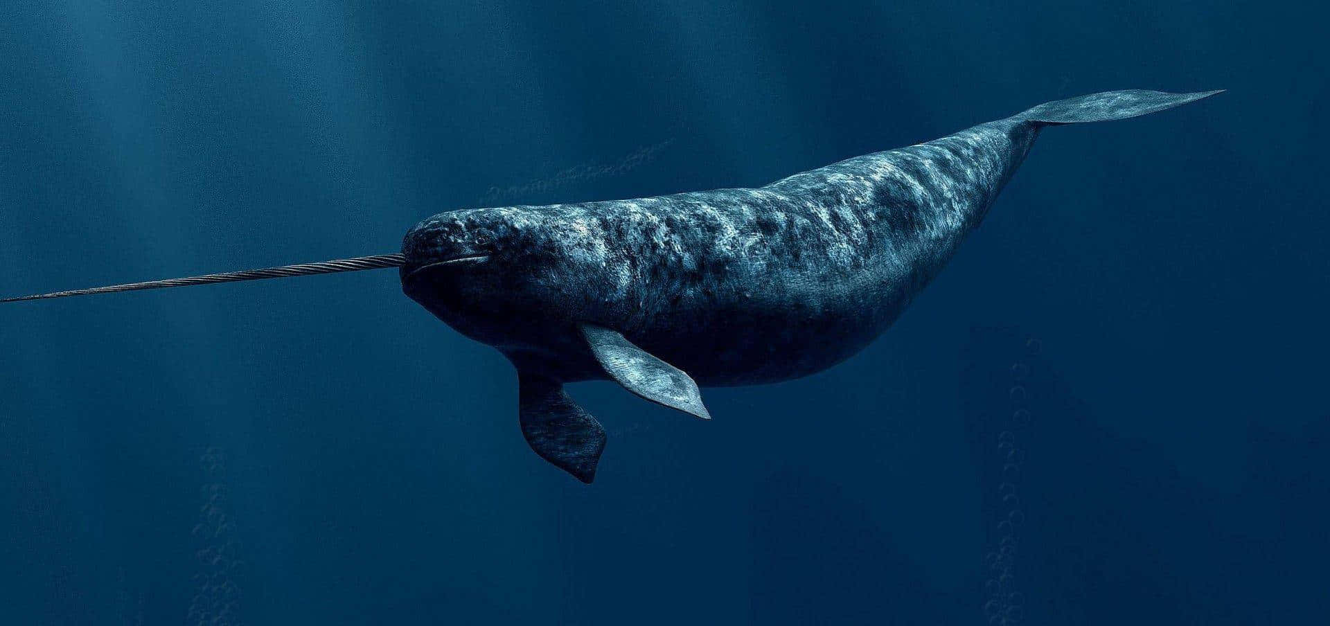 Majestic Narwhal at Play in Arctic Ocean
