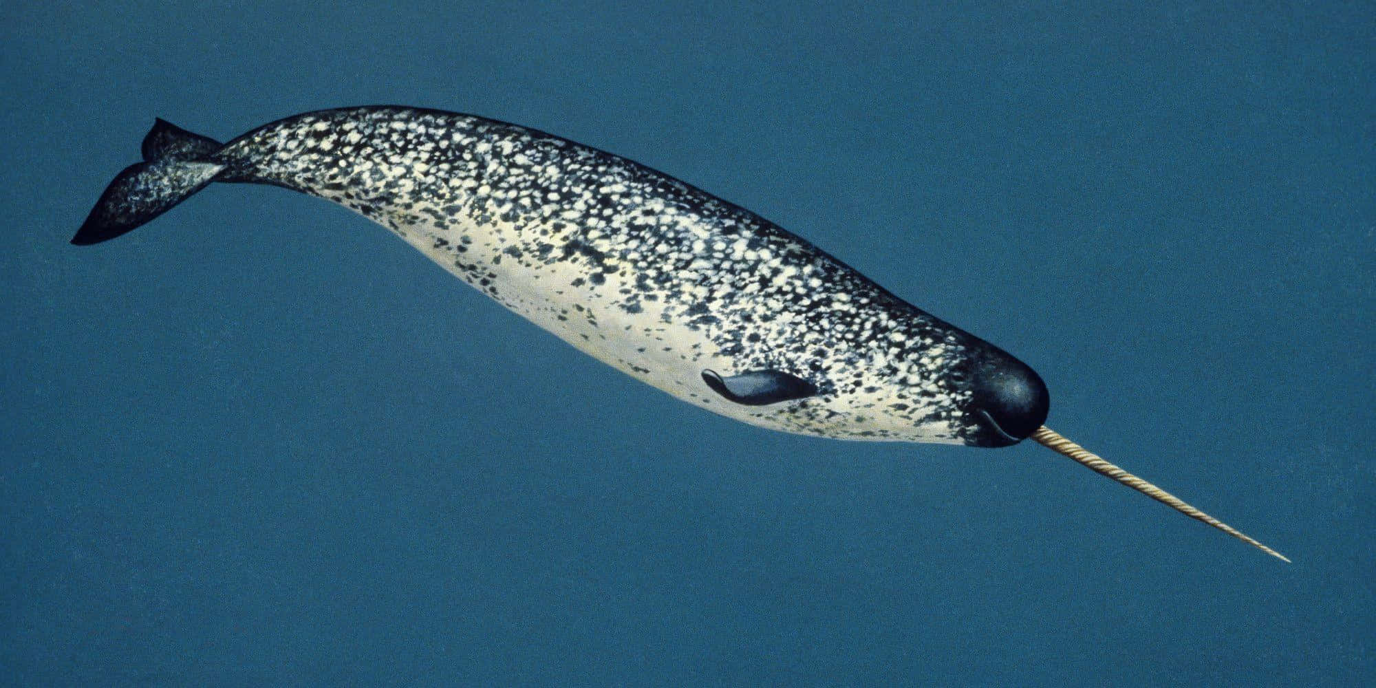 Majestic Narwhal swimming in Arctic waters