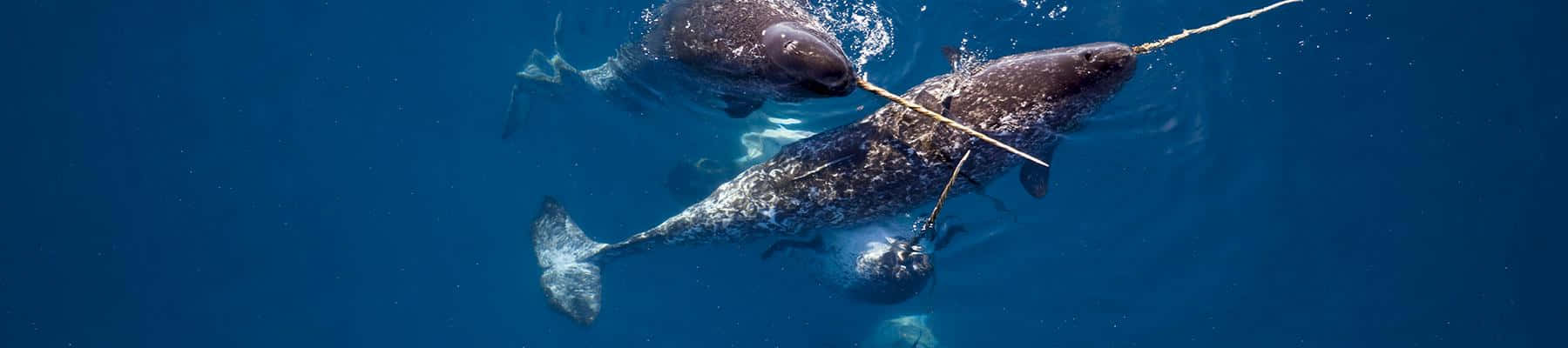 A narwhal swimming near the Canadian coastline.