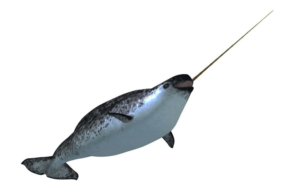 A Magical Narwhal