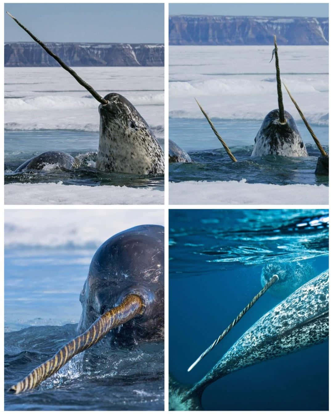 Narwhals With A Horn In The Water