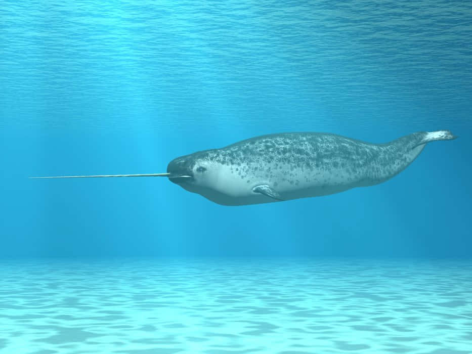 A Curious Narwhal Openly Exploring the Arctic Waters