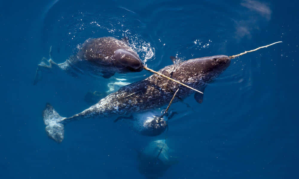 Mysterious Narwhal Swimming Underwater