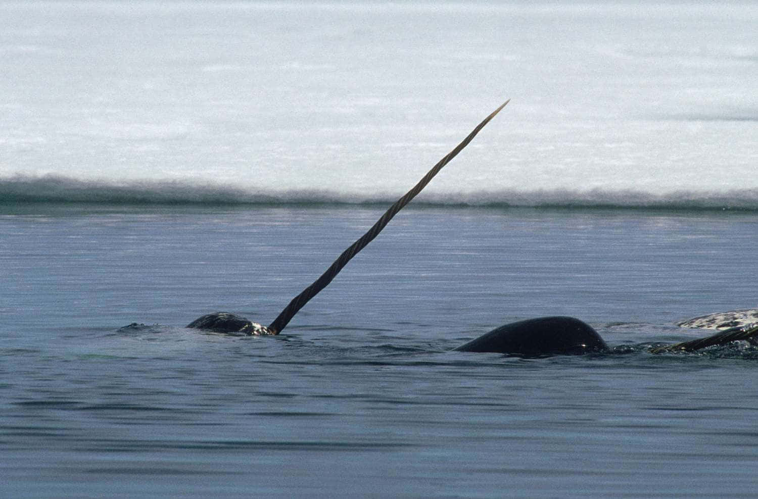 A closeup of an enchanting Narwhal swimming in a tranquil ocean