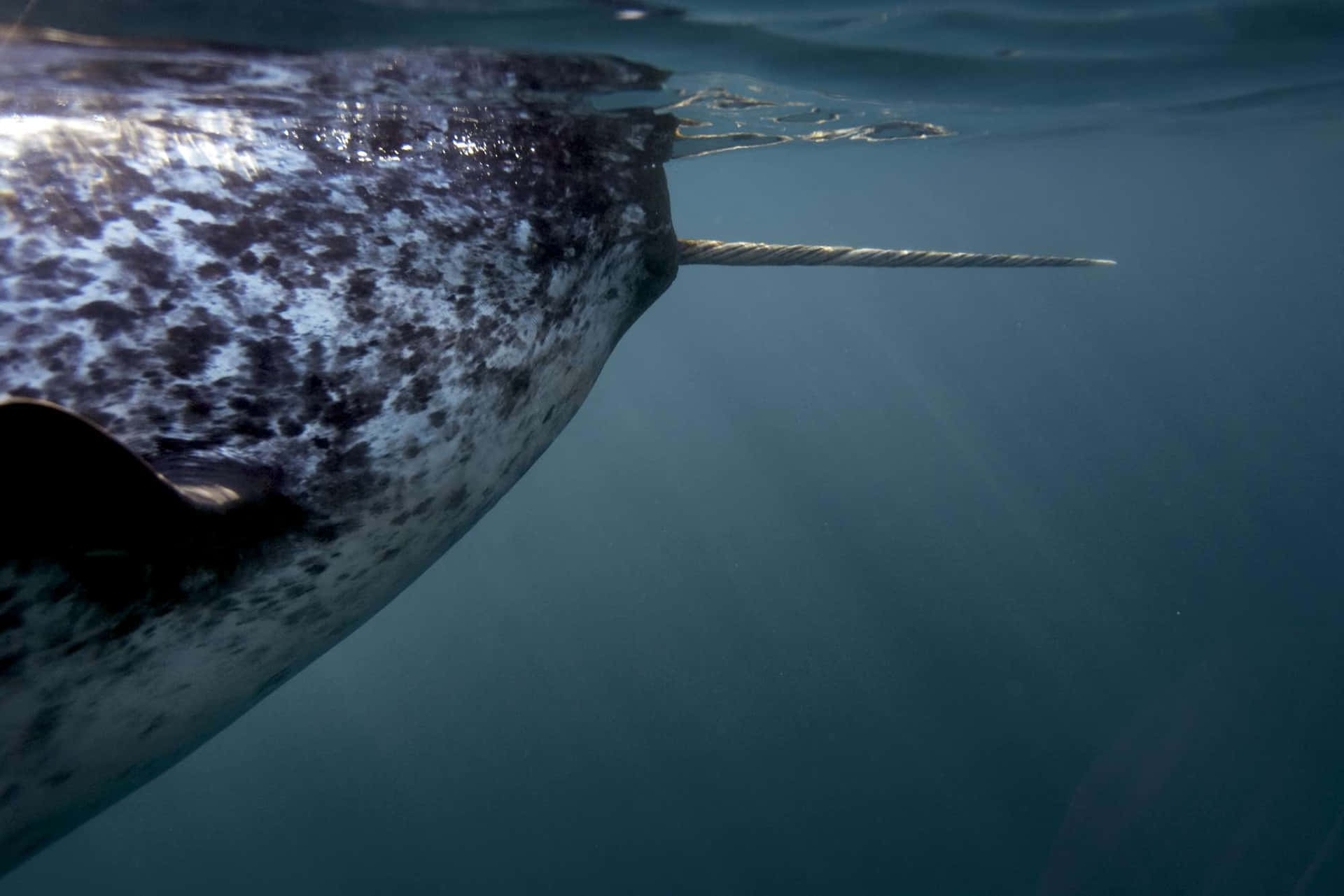 Erhabenernarwal Schwimmt Durch Arktische Gewässer