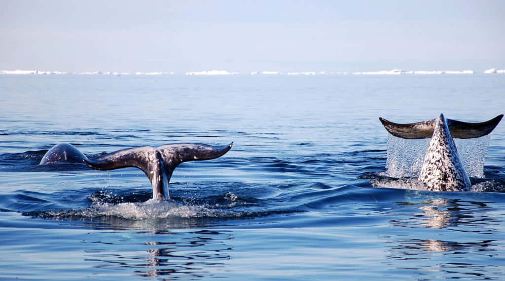 Ninarhvaler Svømmer I De Kolde Arktiske Farvande.