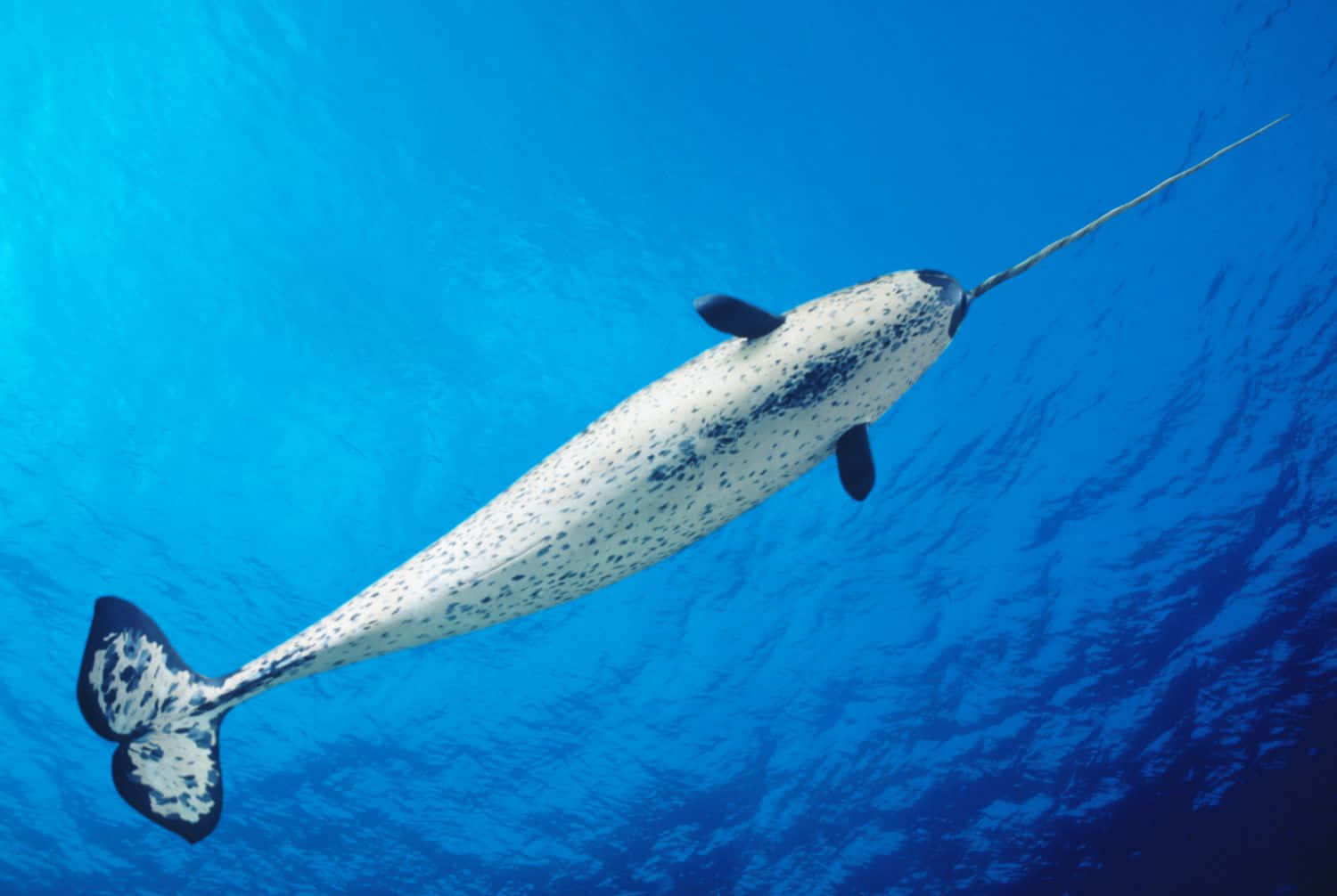 A beautiful narwhal swims beneath the icy arctic waters.