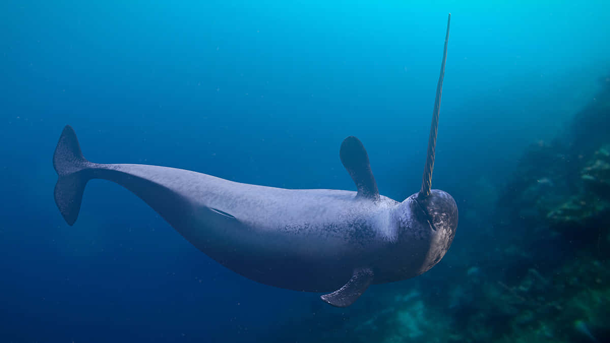 Majestic Narwhal Swimming in the Ocean