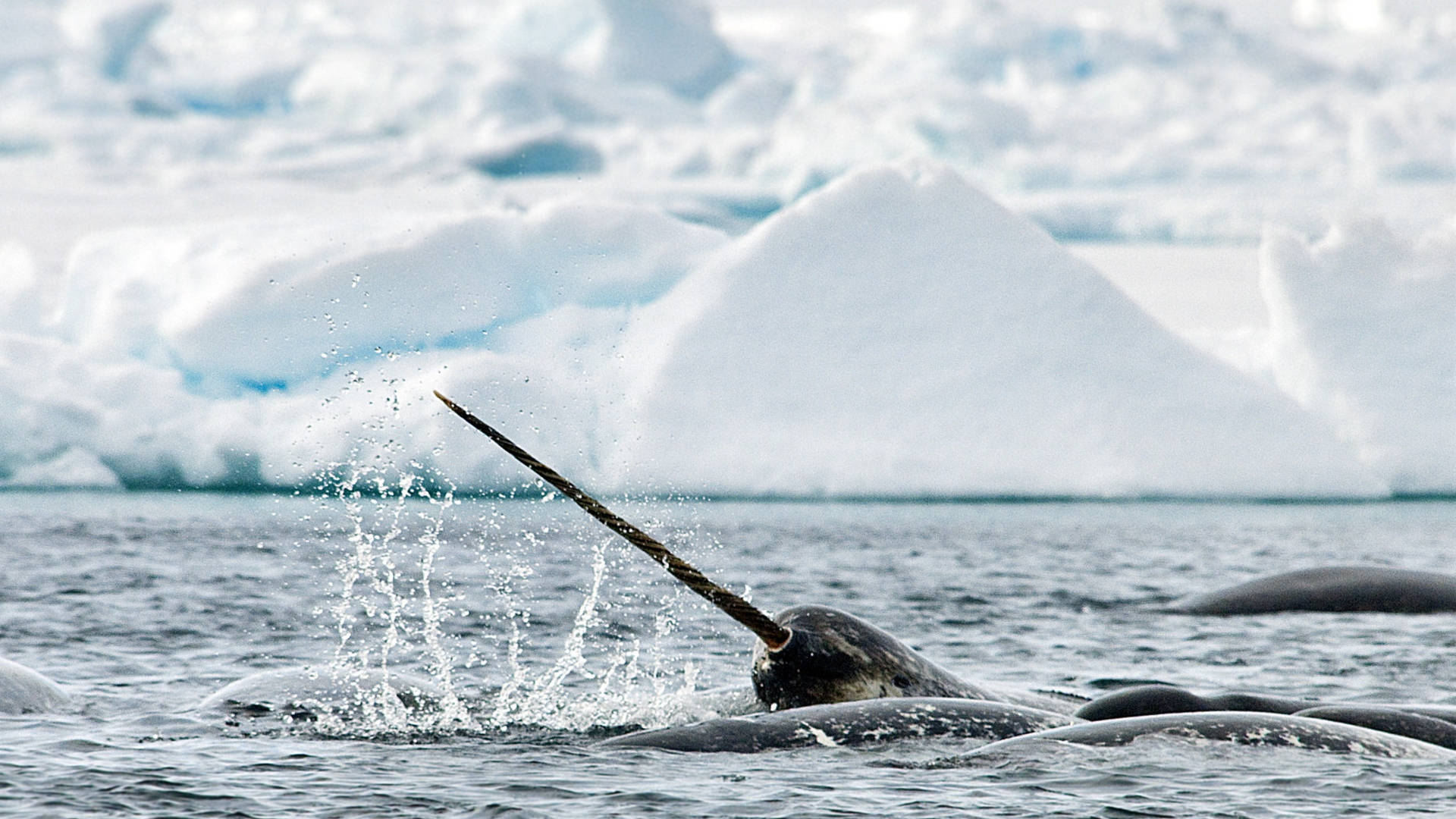 Narwhal's Emerging Tusk