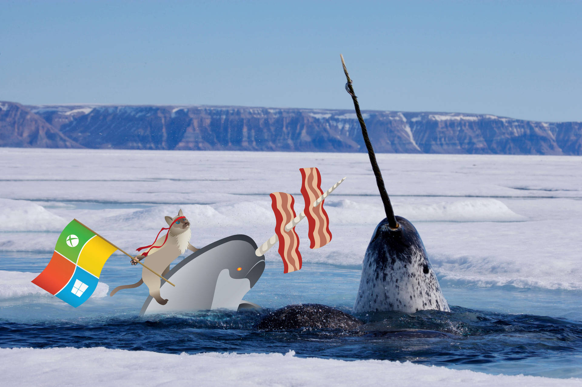 Narwhal With Windows Cartoon