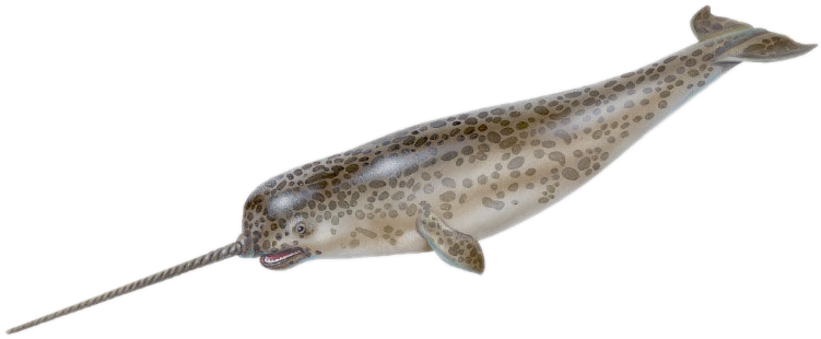 Narwhalwith Tusk Illustration PNG