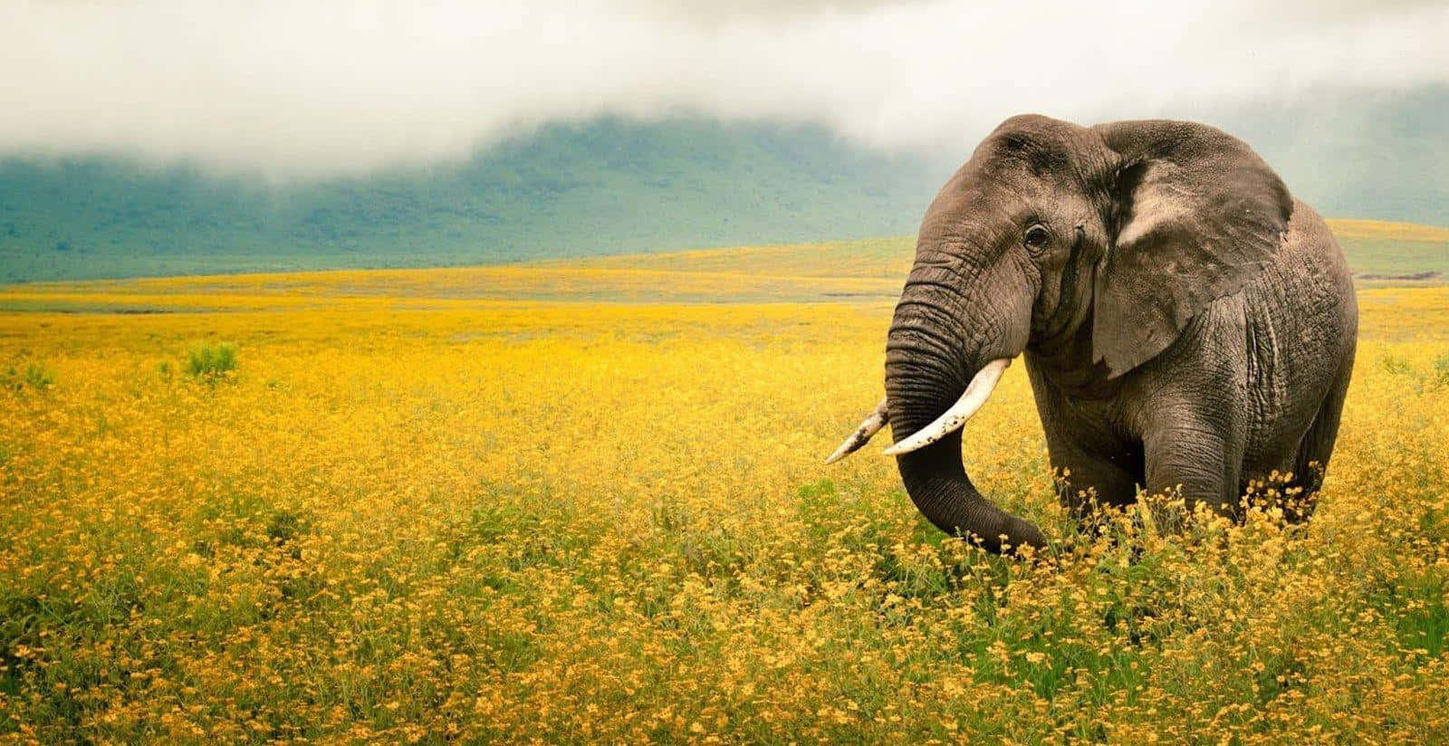 Elefantfrån National Geographic Skrivbordsbakgrund. Wallpaper